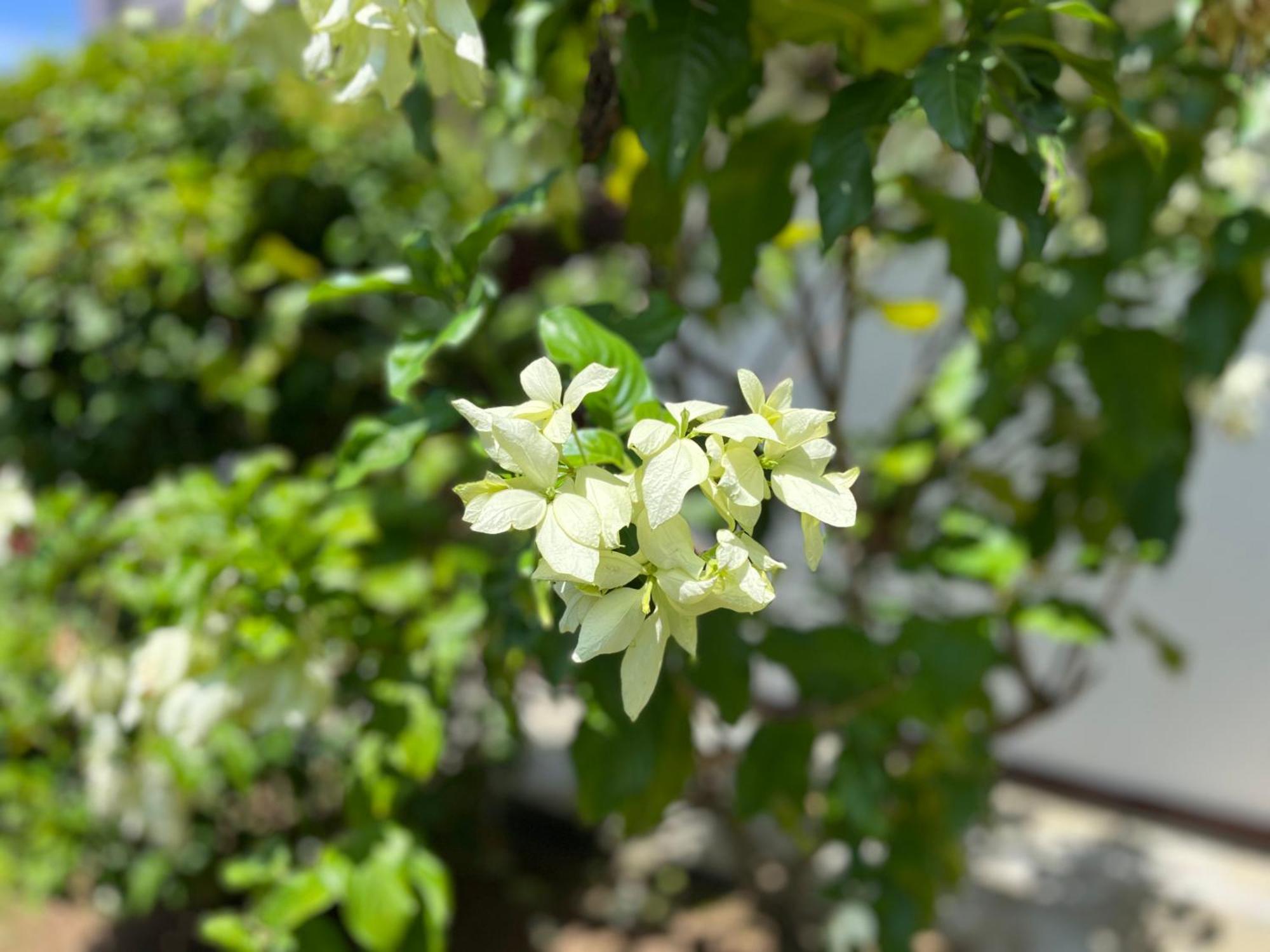 Garden Haven Hikkaduwa别墅 外观 照片