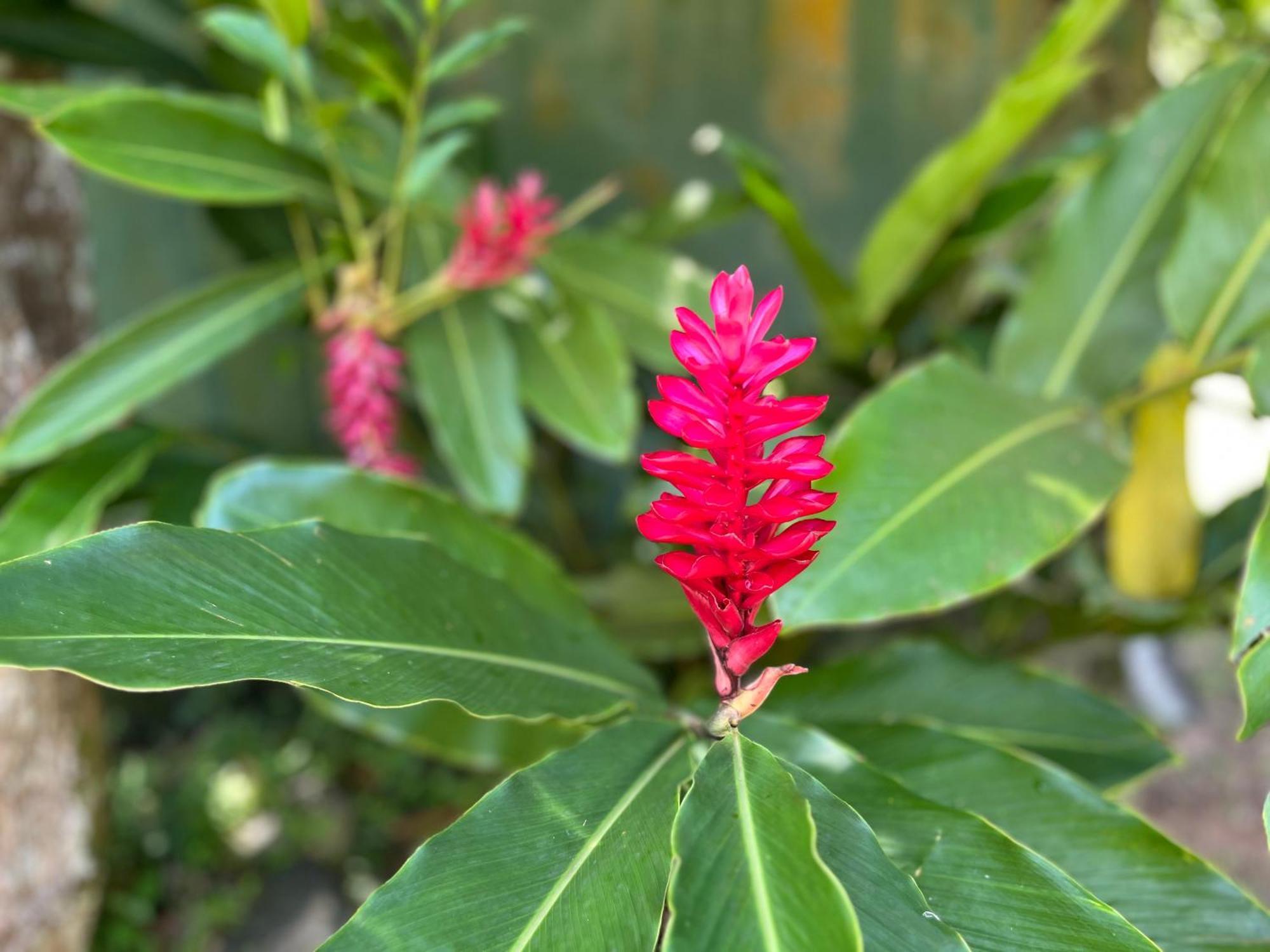 Garden Haven Hikkaduwa别墅 外观 照片